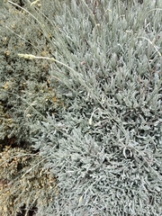 Lavandula lanata