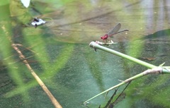 Pseudagrion pilidorsum