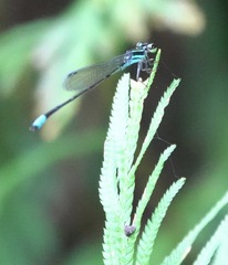 Argiocnemis rubescens