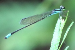Argiocnemis rubescens