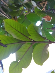 Aglaia rimosa