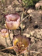 Calochortus fimbriatus