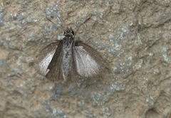 Aeromachus plumbeola