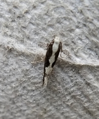 Agnippe prunifoliella