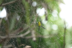 Cyrtophora cylindroides