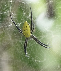 Cyrtophora cylindroides