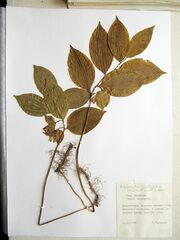 Polygonatum involucratum