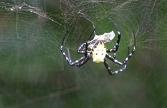 Cyrtophora cylindroides