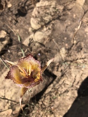 Calochortus fimbriatus