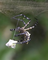 Cyrtophora cylindroides