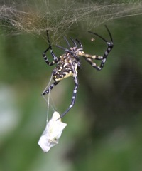 Cyrtophora cylindroides