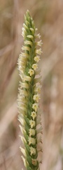 Spiranthes infernalis