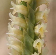Spiranthes infernalis