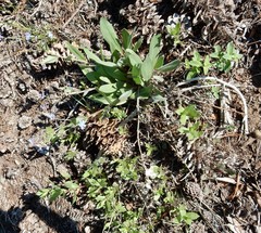 Hackelia velutina