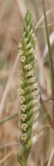 Spiranthes infernalis