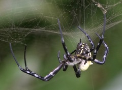 Cyrtophora cylindroides