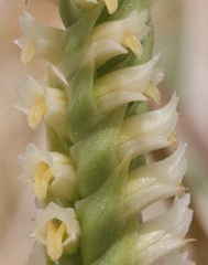 Spiranthes infernalis