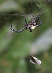 Cyrtophora cylindroides