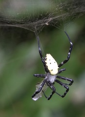 Cyrtophora cylindroides