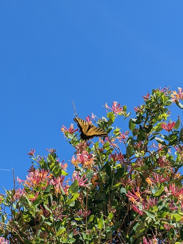 Photo of Two-tailed Swallowtail (Papilio multicaudata)