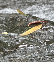 Neurobasis luzoniensis