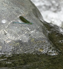 Neurobasis luzoniensis