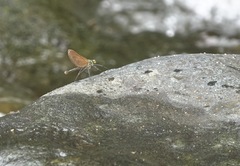 Neurobasis luzoniensis