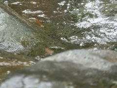 Neurobasis luzoniensis