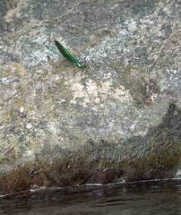 Neurobasis luzoniensis