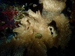 Sinularia brassica