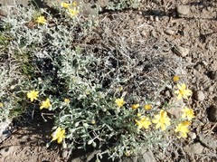 Eriophyllum lanatum integrifolium