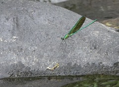 Neurobasis luzoniensis