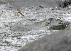 Neurobasis luzoniensis