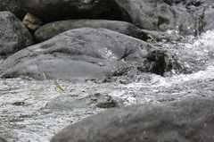 Neurobasis luzoniensis