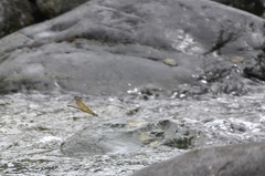 Neurobasis luzoniensis