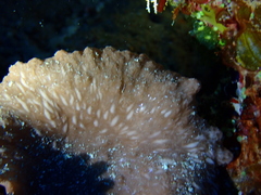 Sinularia brassica