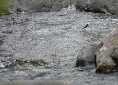 Neurobasis luzoniensis