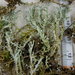Cladonia squamosa subsquamosa - Photo (c) tom_carlberg, alguns direitos reservados (CC BY-NC), uploaded by tom_carlberg
