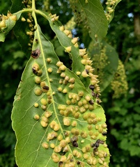 Phylloxera caryaefallax