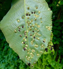 Phylloxera caryaefallax