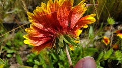 Asteraceae