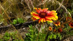 Asteraceae