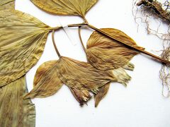 Polygonatum involucratum