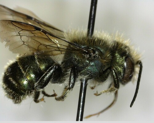 iNaturalist observation photo of Mason Bees