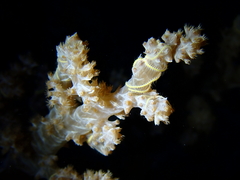 Ophiothela mirabilis