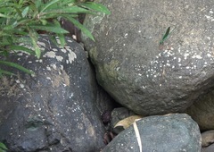 Neurobasis luzoniensis