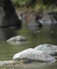 Onychothemis abnormis
