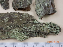 Cladonia transcendens
