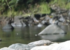 Onychothemis abnormis