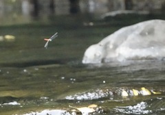 Onychothemis abnormis